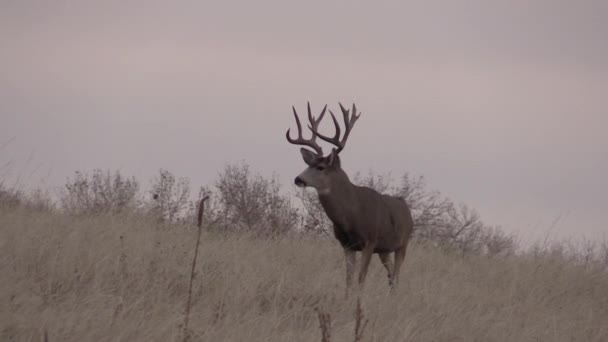 a nice mule deer buck in Colorado during the fall rut - Video, Çekim