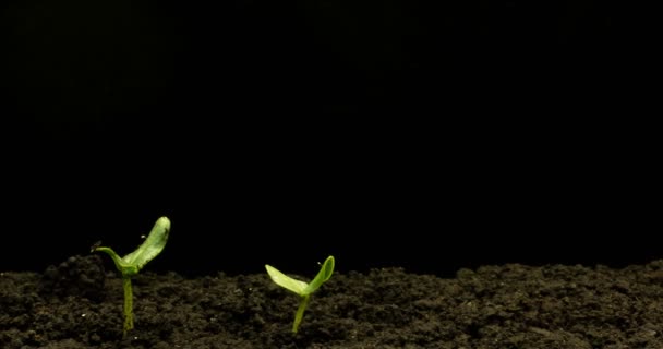 Растущий зеленый огурец растение время истекает. Сроки выращивания семян, природа, культура. Овощи растут из земли. macro - Кадры, видео
