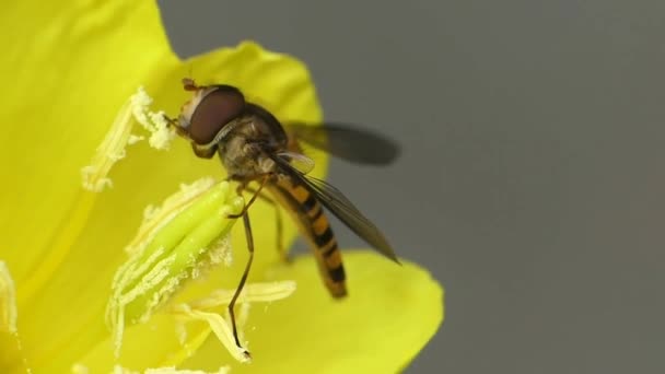 Působivé makro zblízka pohled na divoké přírodě včelí hmyz sbírající nektar pracující na žluté květy - Záběry, video
