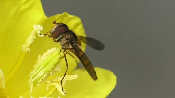Maravilhoso macro close-up vista sobre natureza selvagem mel abelha inseto coletando néctar trabalhando na flor amarela
 - Filmagem, Vídeo