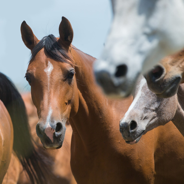 atları portre - Fotoğraf, Görsel