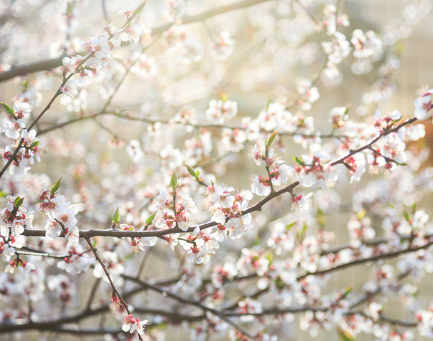 Virágzó cseresznyefák tavasszal. Sakura ágak napfénnyel. Természet háttér. A rügyekre való szelektív összpontosítás. - Fotó, kép