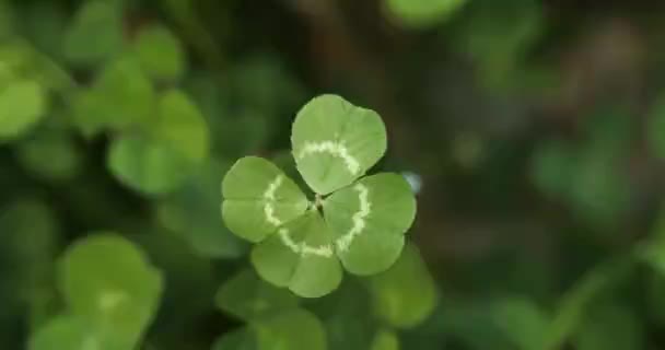 Lucky four leaf clover in a field of clovers. Shamrock shape lucky charm or St. Patrick's Day. - Video, Çekim