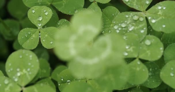Slowly focusing on a lucky four leaf clover. Shamrock shape for lucky charm or St. Patrick's Day. - Video, Çekim