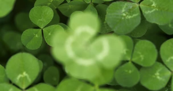 Slowly focusing on a lucky four leaf clover. Shamrock shape for lucky charm or St. Patrick's Day. - 映像、動画