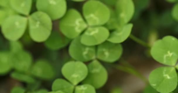 Panning across a field of clovers , finding, and picking a lucky four leaf clover. Shamrock shape for lucky charm or St. Patrick's Day. - Footage, Video