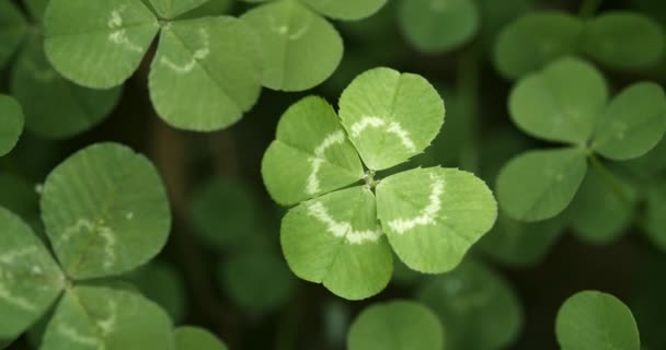Afortunado trébol de cuatro hojas en un campo de tréboles. Shamrock forma amuleto de la suerte o Día de San Patricio
. - Metraje, vídeo