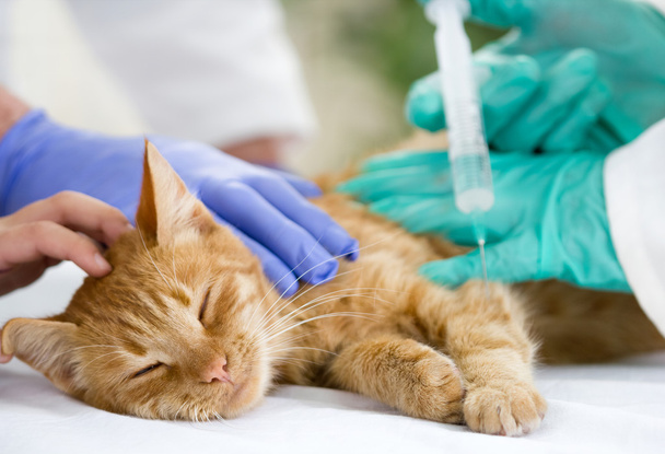 little cat on the table veterrinary giving vaccine - Foto, Bild
