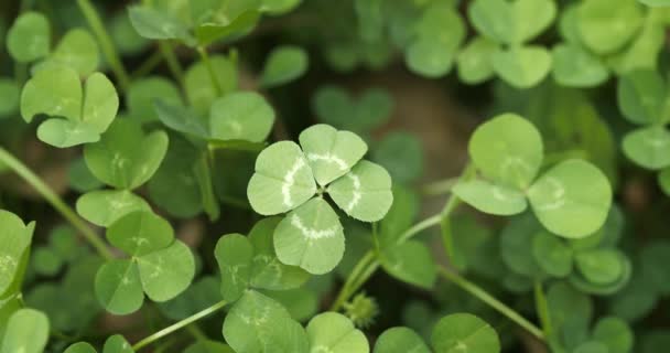Lucky four leaf clover in a field of clovers. Shamrock shape lucky charm or St. Patrick's Day. - Video, Çekim