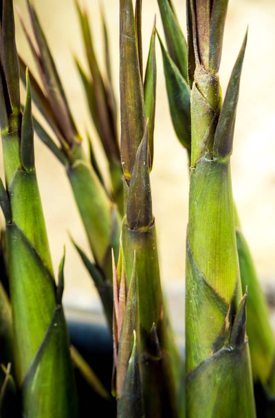 Texture of bamboo shoot, vegetable background - Фото, зображення