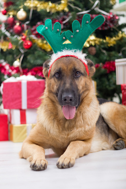 dog with deer antlers hat on Christmas Eve, Christmas tree and g - Foto, Bild