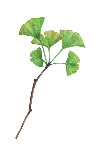 Zweig eines Ginkgo-Blättchens isoliert auf weißem Hintergrund, Aquarell-Illustration. - Foto, Bild