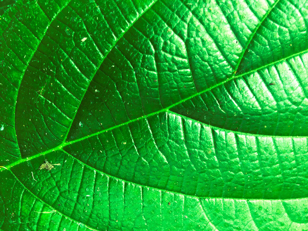 Zelené listy textury pozadí. Tapeta pro design, detailní pohled - Fotografie, Obrázek