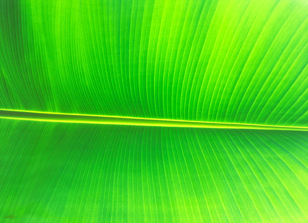 Bananenblad textuur achtergrond. Behang voor ontwerp, close-up uitzicht - Foto, afbeelding