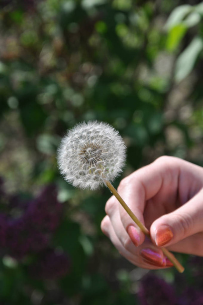 Closeup of white blowball of Taraxacum plant on long stem in defocused female hand. Blowing dandelion flower of white seeds on blurry green background. Fluffy texture of white dandelion clock closeup. - Photo, Image
