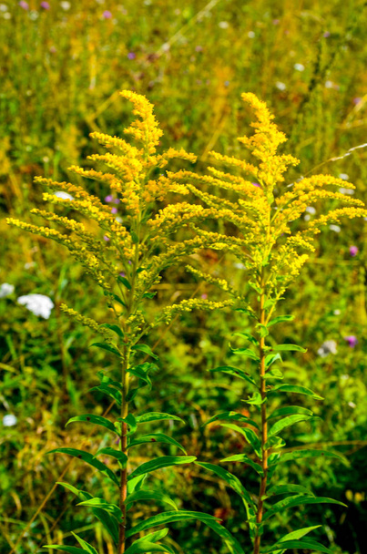Жовта квітка Solidago virgaurea в літньому саду, що цвіте
 - Фото, зображення