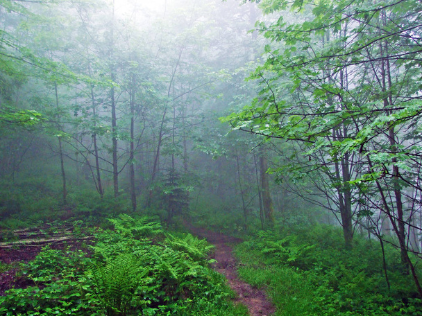 Мистическая атмосфера в туманном лесу горы Фахамм, Урнеш или Урнаш - кантон Аппель-Ауссерроден, Швейцария
 - Фото, изображение