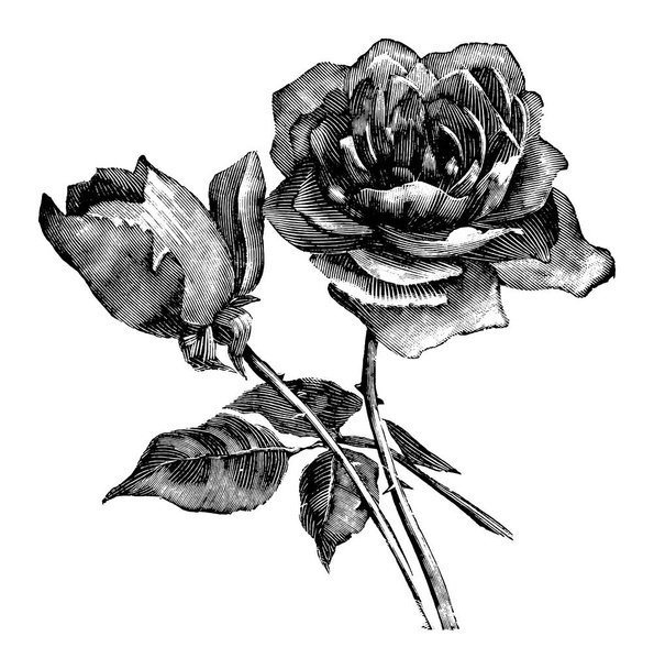 Vintage Antique Line Art Illustration, Drawing or Vector Engraving of Rose Flower - Wektor, obraz