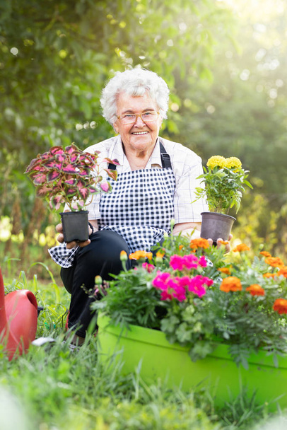 Senior gardener woman in flowers  - Foto, imagen