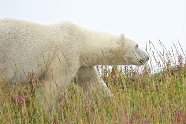Ours polaire se réveillant sur un monticule herbeux
 - Photo, image