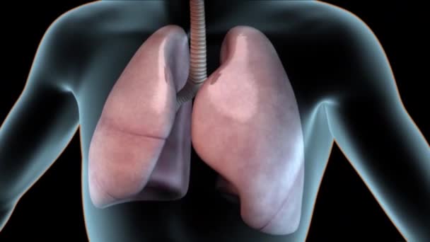 Atemwegssystem auf transparentem Menschen auf schwarzem Hintergrund - Filmmaterial, Video