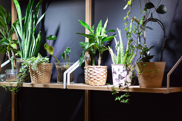 Green plants in flowerpots decorating interior. Home gardening concept. - Photo, image