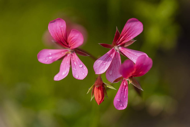 fleurs de plantes de géranium
 - Photo, image