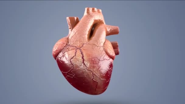 heart beat pumping blood into the heart medical animation - Footage, Video