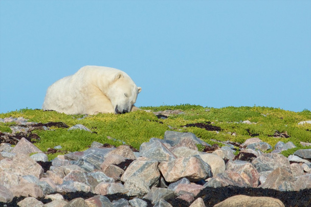 Polar Bear on a grassy knoll 3 - Photo, Image
