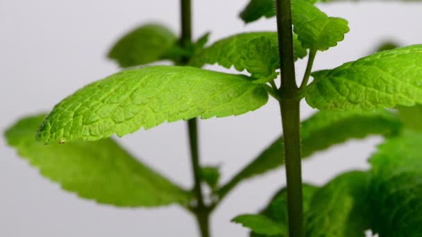 Peppermint plant for Mojito drink - Video, Çekim