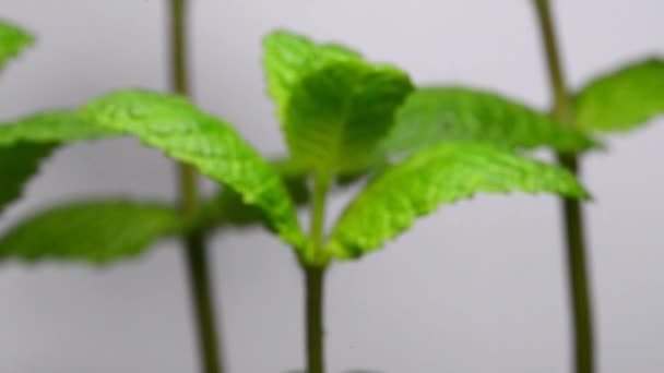 Φυτό μέντας για το ποτό Mojito - Πλάνα, βίντεο