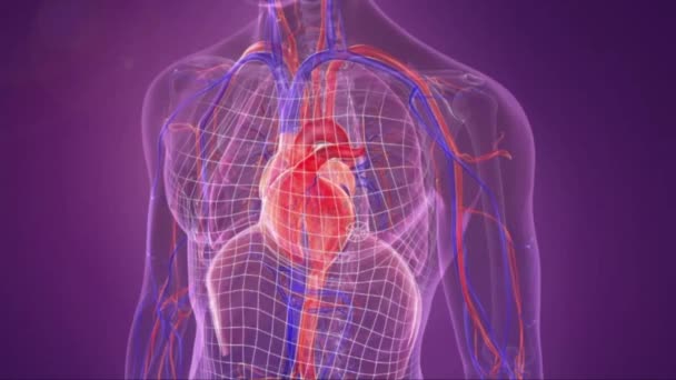 ademhalingsstelsel en organen - Video