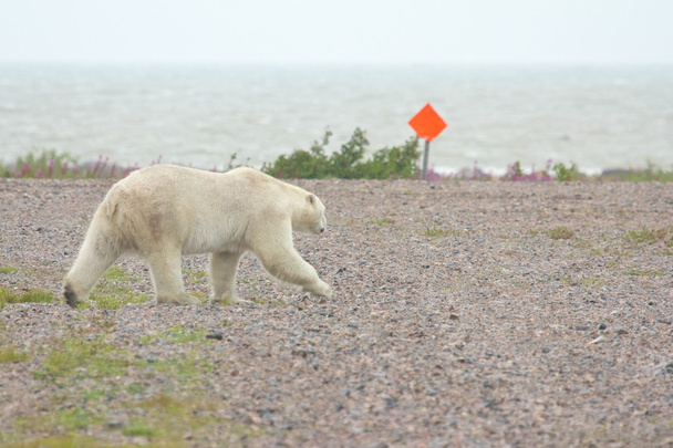 Kutup ayısı Havaalanı üzerinde - Fotoğraf, Görsel