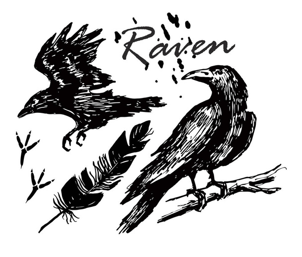 Ink drawn raven. A raven sitting on a branch, a raven flying sketch. Footprints, feather. - Vektor, kép