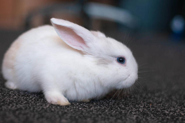 malé domácí lop bílý králík dlouhé uši pózování - Fotografie, Obrázek