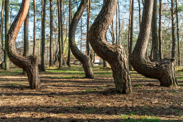 The crooked forest Krzywy Las in Poland  - Fotografie, Obrázek