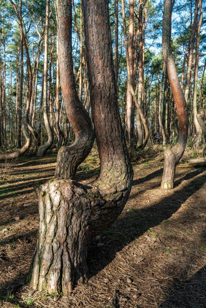The crooked forest Krzywy Las in Poland  - Φωτογραφία, εικόνα