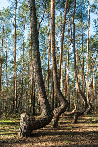 The crooked forest Krzywy Las in Poland  - Fotoğraf, Görsel