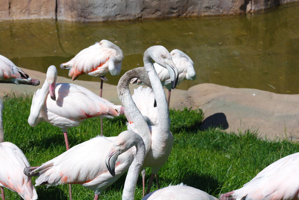 Flamingos - Foto, Bild