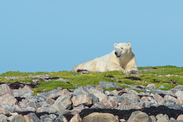 Orso polare su una collinetta erbosa 1
 - Foto, immagini