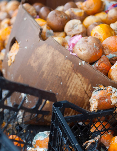Rotten mandarin oranges on the landfill - 写真・画像