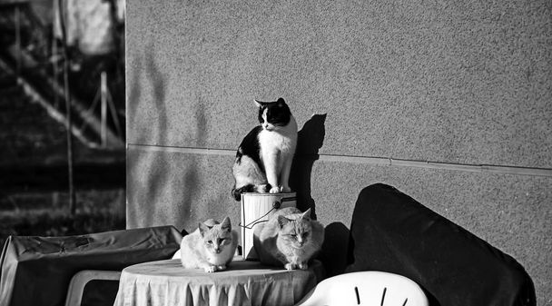 Брошенные уличные кошки
 - Фото, изображение