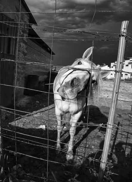 At istikrarlı - Fotoğraf, Görsel