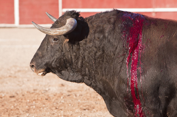 Capture of the figure of a brave bull in a bullfight - Photo, Image