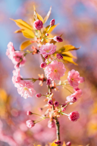 Detailed closeup of the blossoming sakura flowers. - 写真・画像
