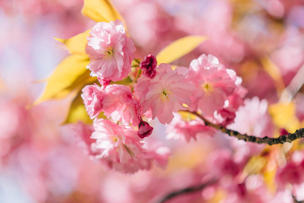Beautiful nature scene with blooming sakura. - Foto, afbeelding