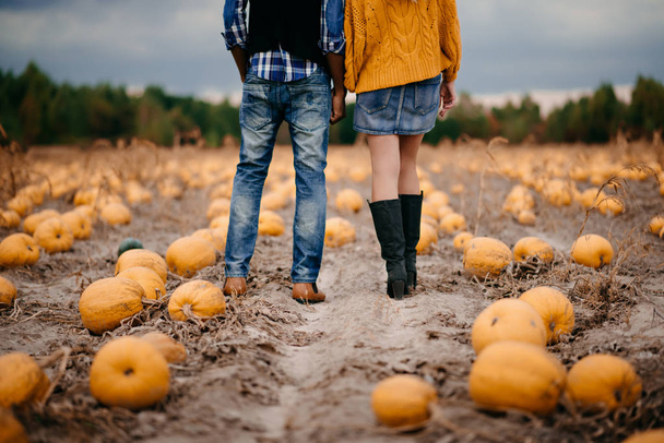 A young couple of farmers stand in a pumpkin field, rear view. - Fotoğraf, Görsel