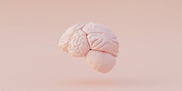 3 boyutlu illüstrasyon. İnsan anatomisi. Işık arka planında izole edilmiş insan beyni modelinin gerçekçi üç boyutlu modeli. Beynin sol ve sağ yarımküresi. Render. Yukarıdan görüntüle, Üst Görünüm - Fotoğraf, Görsel