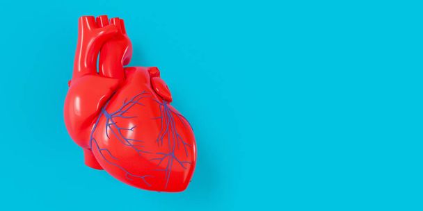 Een realistisch 3D-model van een menselijk hart met een schaduw geïsoleerd op een blauwe achtergrond. - Foto, afbeelding