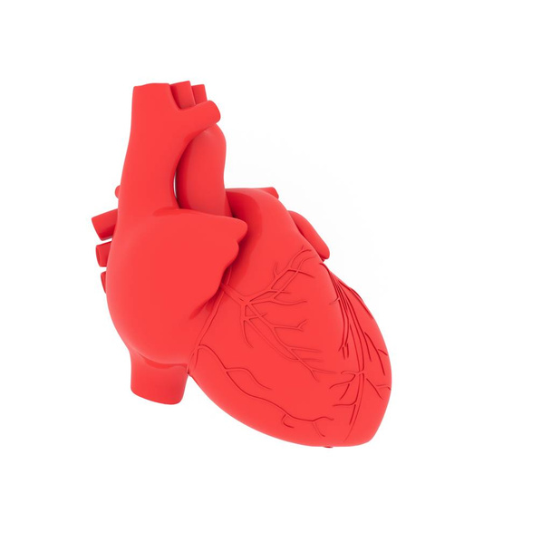 realistinen 3d malli ihmisen sydämen varjo eristetty valkoisella pohjalla
. - Valokuva, kuva